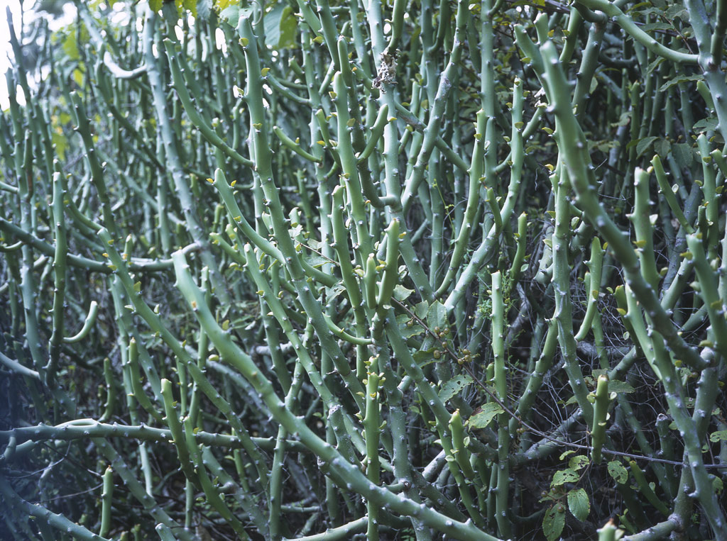 hampi-kaktus