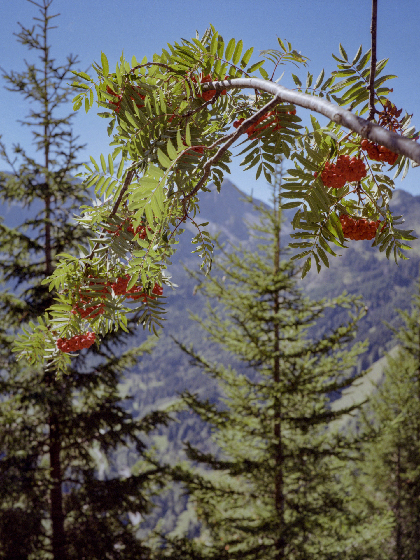 wnadern-vogelbeeren-k200